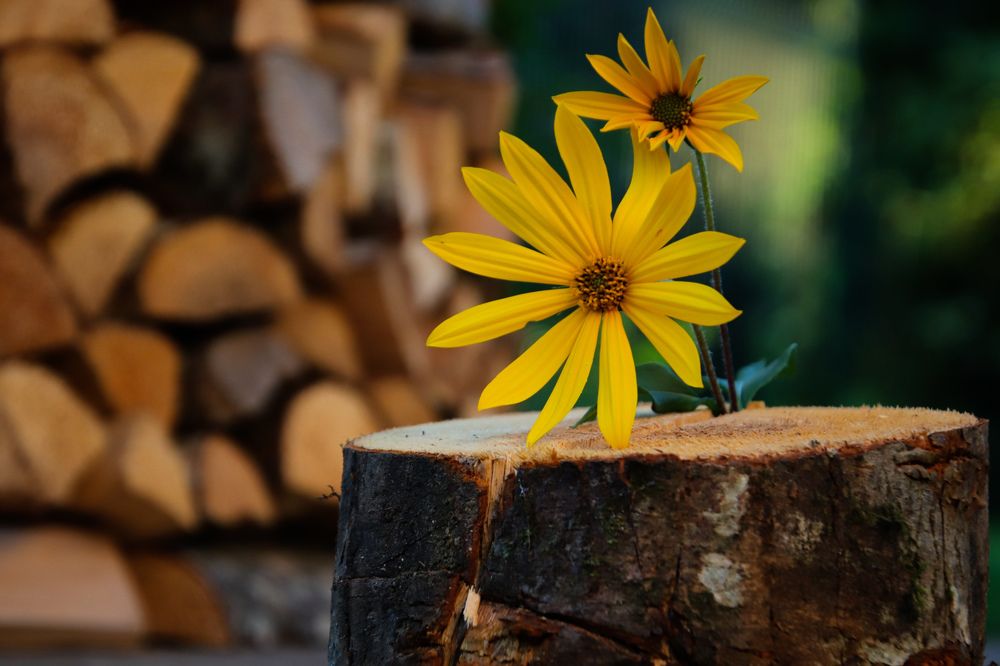 Photograph by Jelena Dzene