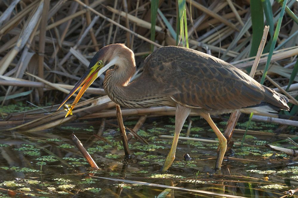 Рыжая цапля