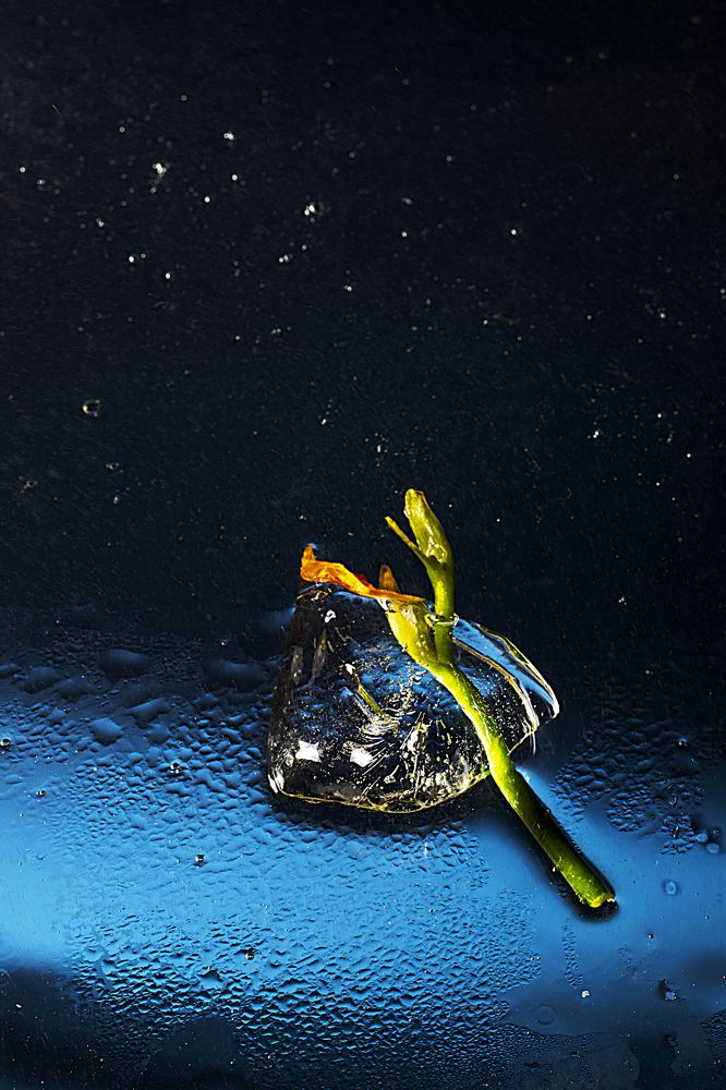 Фотография автора Iuliia Venediktova