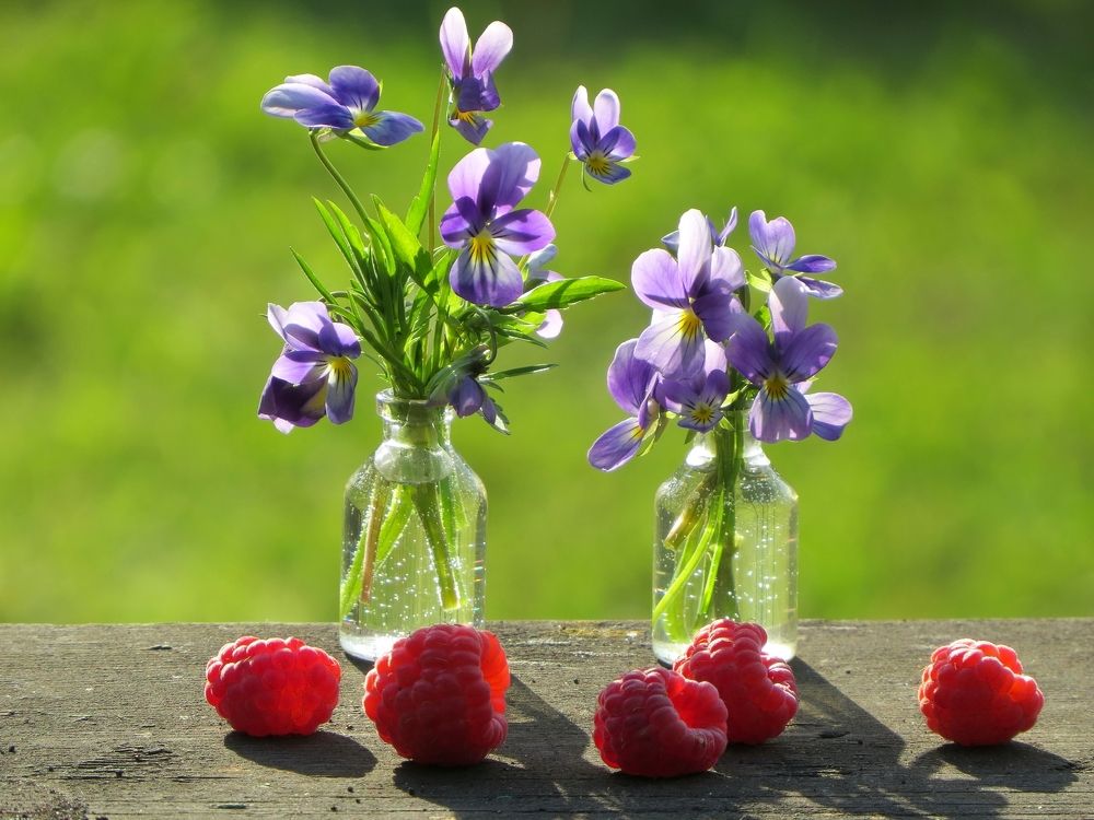 Анютины глазки