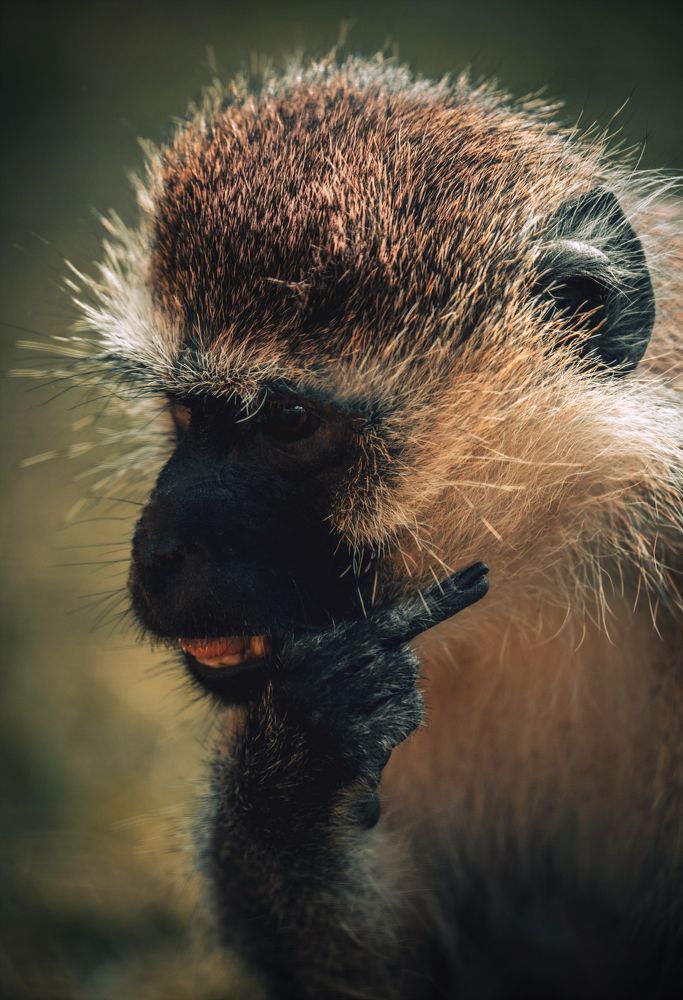 Funny Monkey