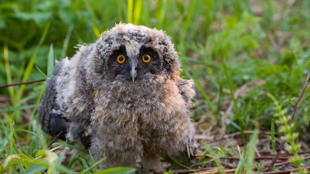 Photograph by Артём Синиятулин