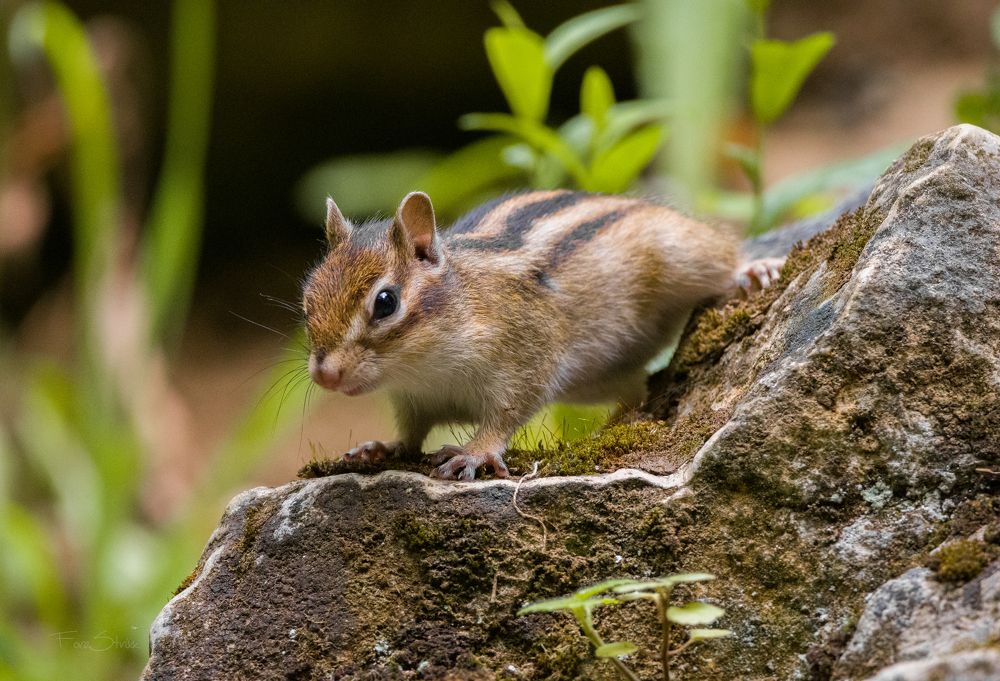 Photograph by Артём Синиятулин