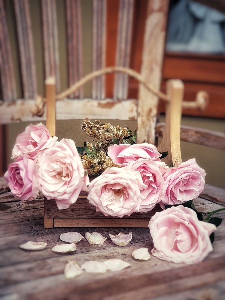 Photograph by Aleeza Ally