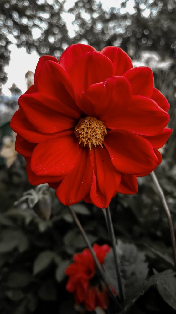 Photograph by JuliyaK