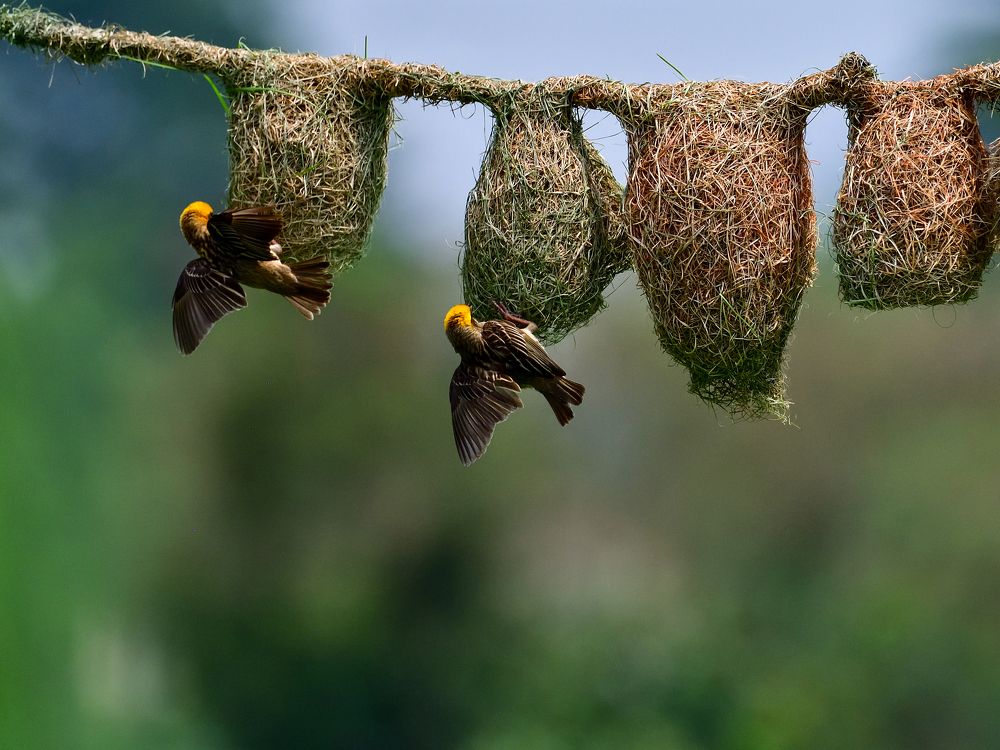 Photograph by Irene Chattopadhyay