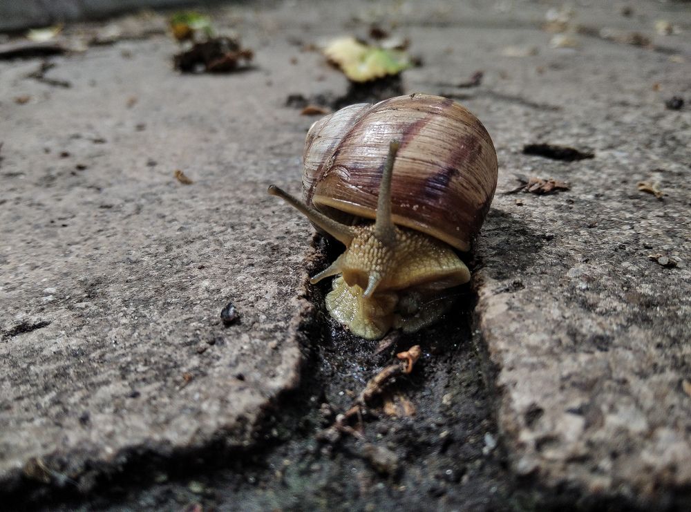 Улитка на прогулке