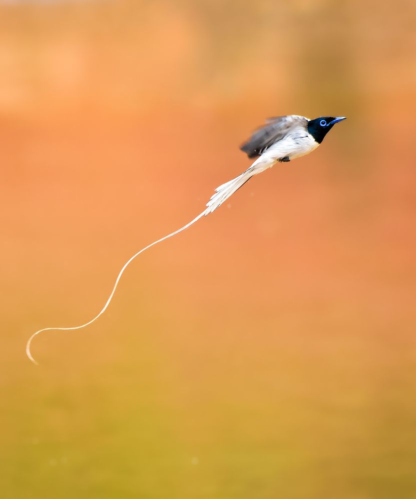 Indian paradise flycatcher(Male)
