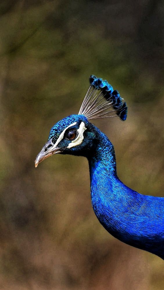 Photograph by Anantha ramu Mudagandur