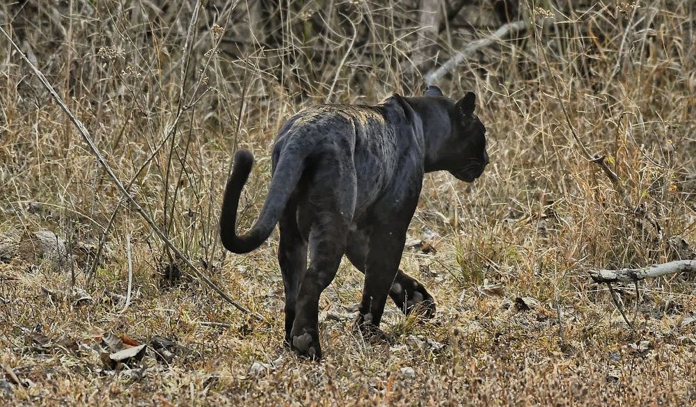 Photograph by Anantha ramu Mudagandur