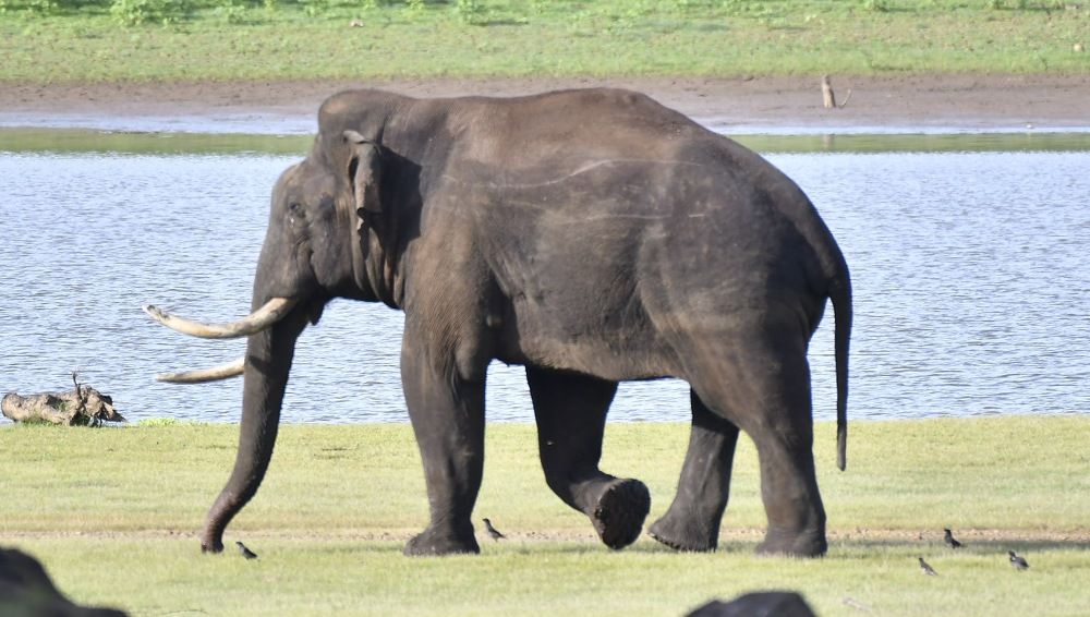 Elephant from southern wood's