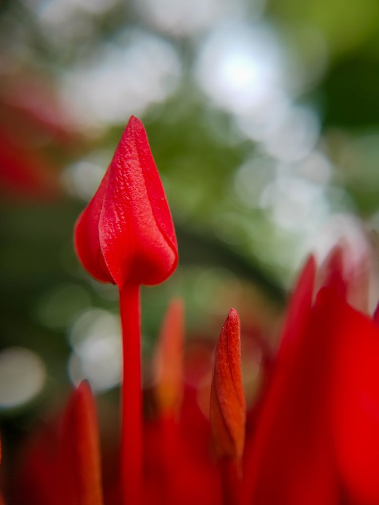 Photograph by Chayan Mondal