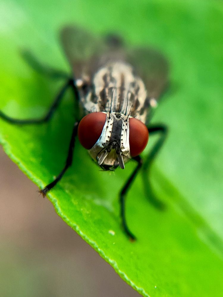 Photograph by Chayan Mondal