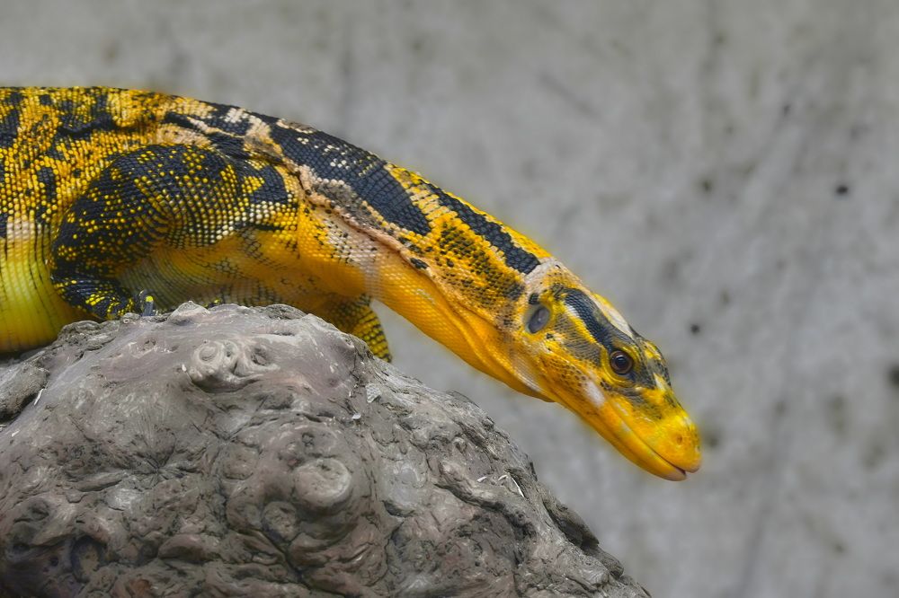 Varan de Cuming – Varan cumingi