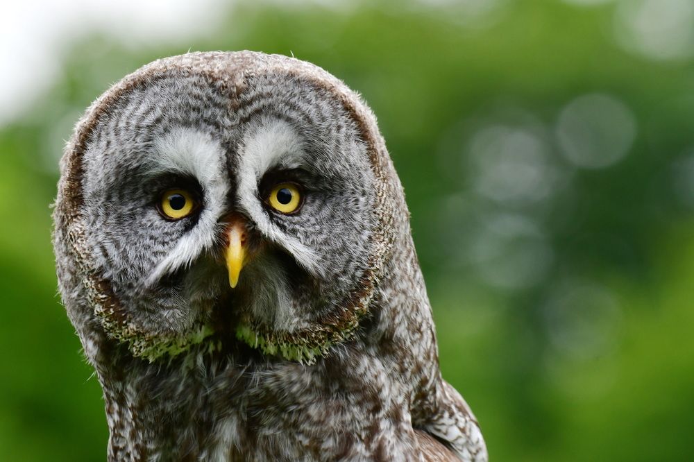 Фотография автора Anne Moginier