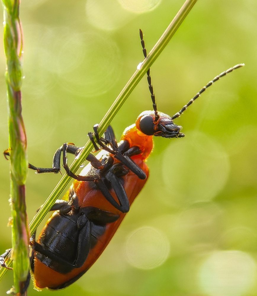Macro