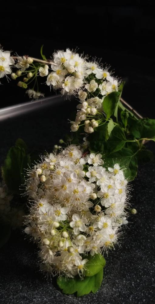 Photograph by Сесилия