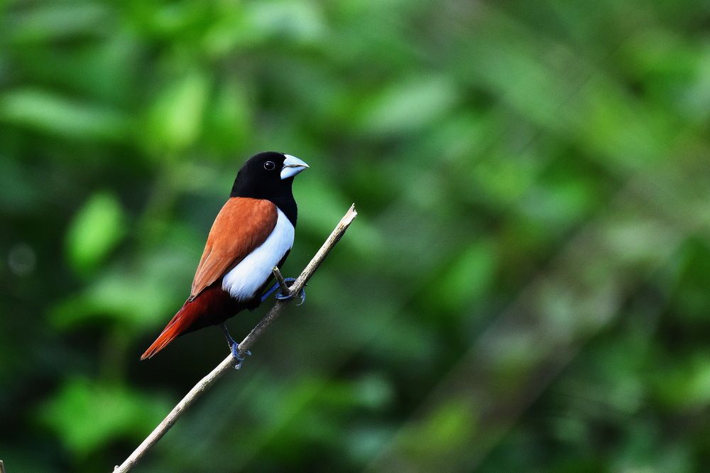 Photograph by Shankha Debnath