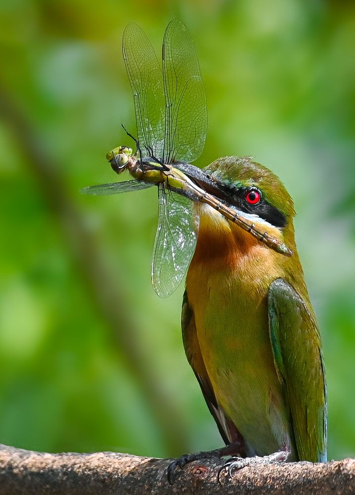 Bluetailed bee-eater
