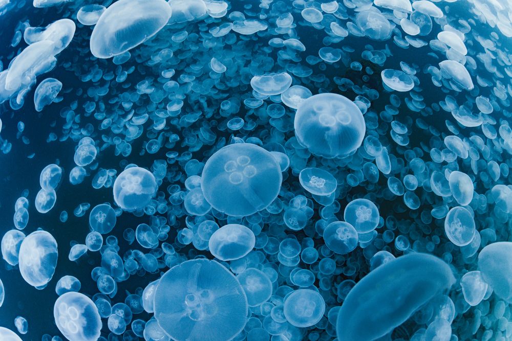 Photograph by KURASHIMA DAISUKE