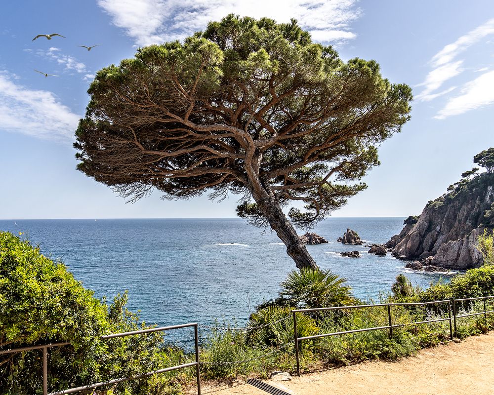 Photograph by Joao R Cortez