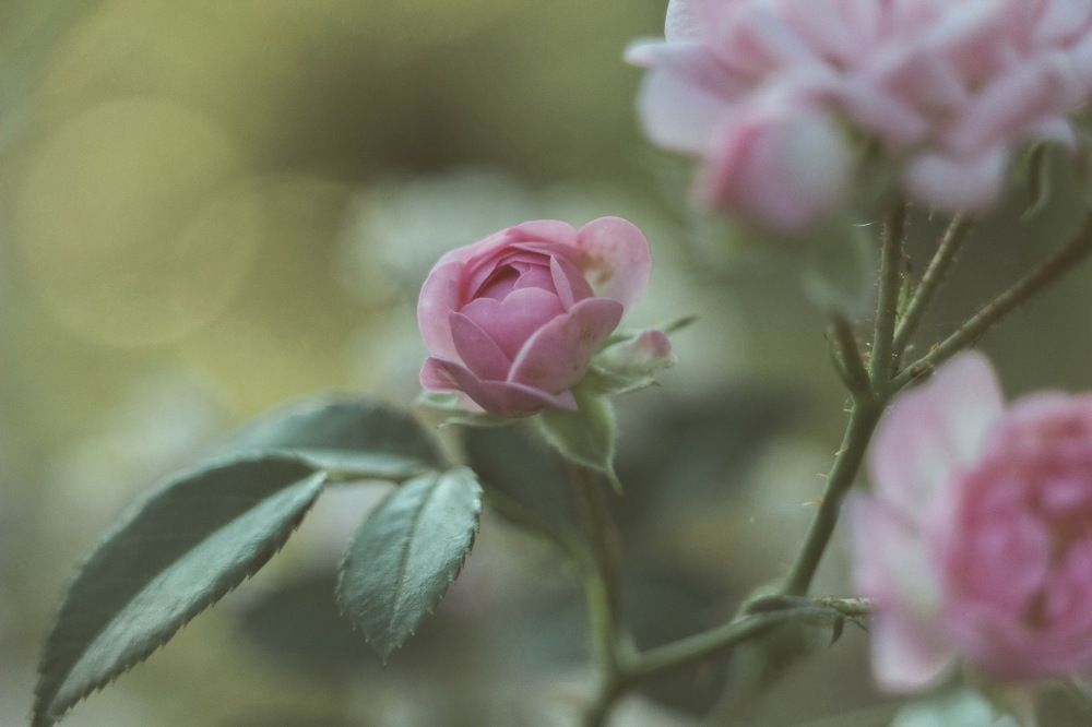 Photograph by Александр Гончаренко