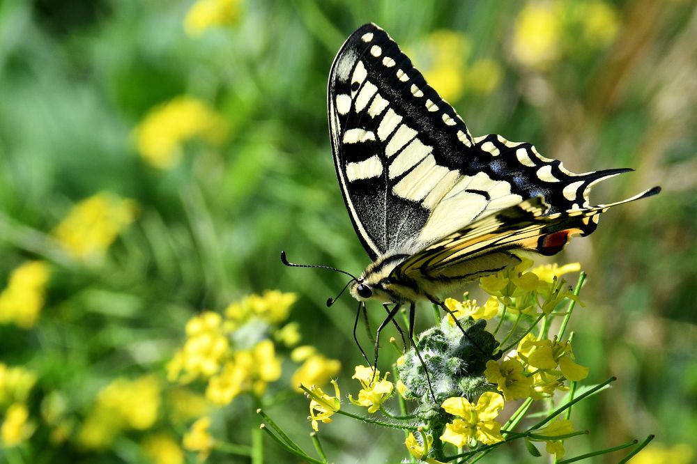 Photograph by Елена Гасенко