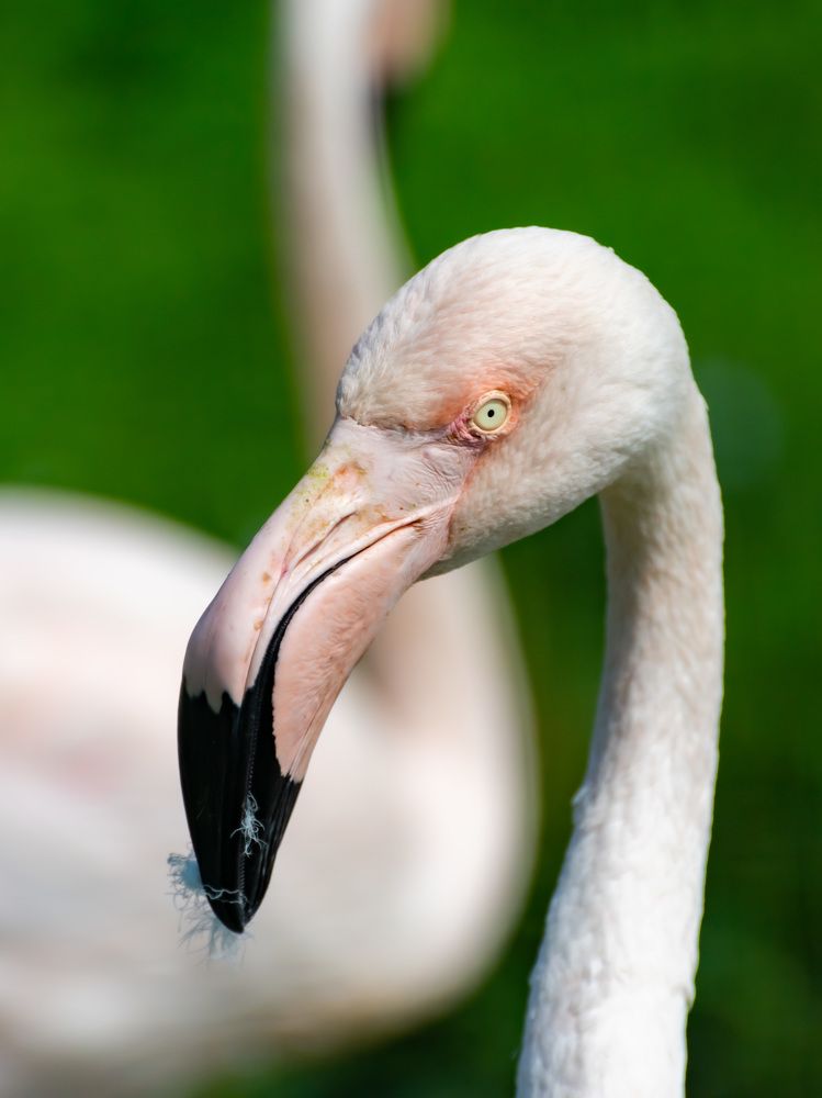 Розовый фламинго