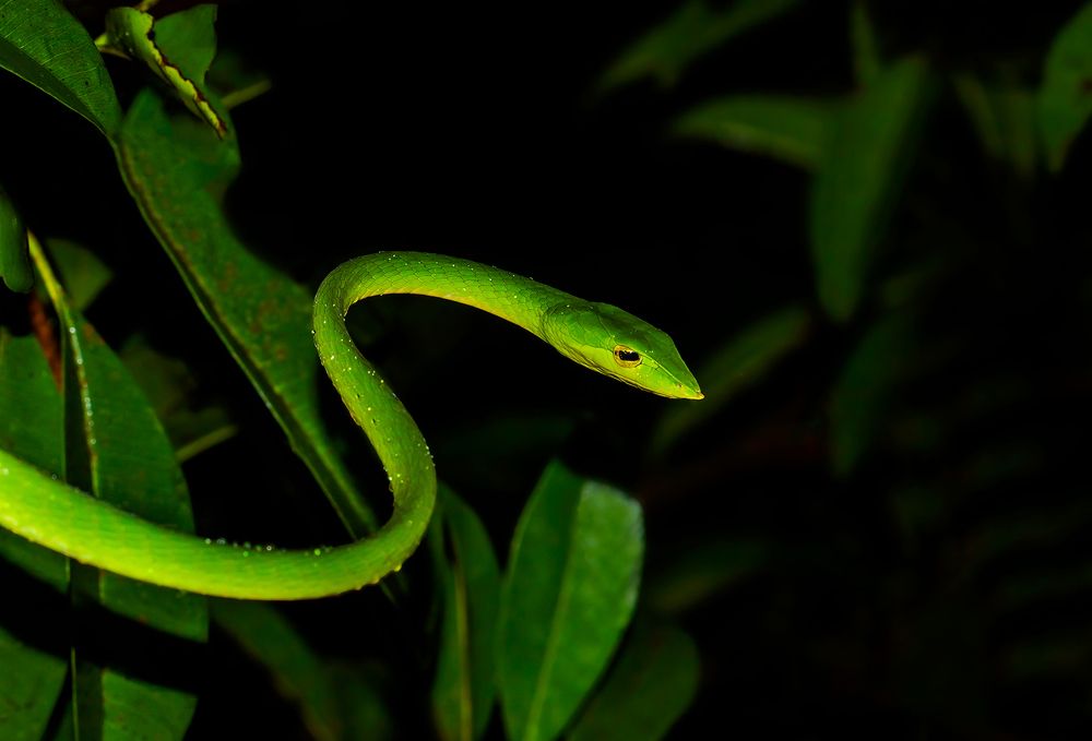 Green Vine Snake