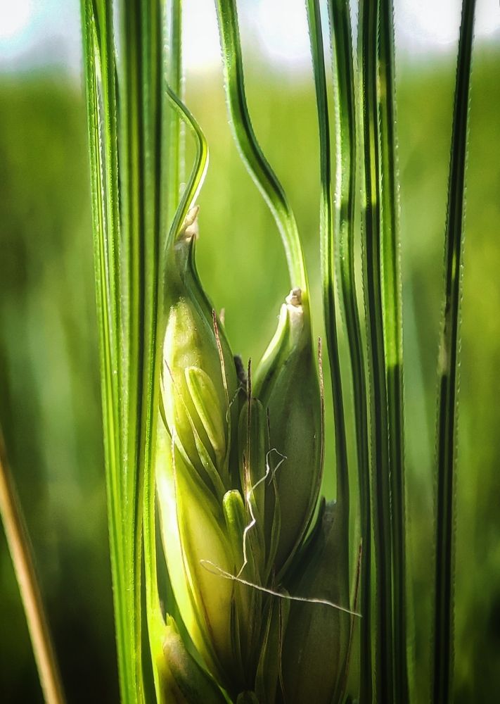 Росток пшеницы