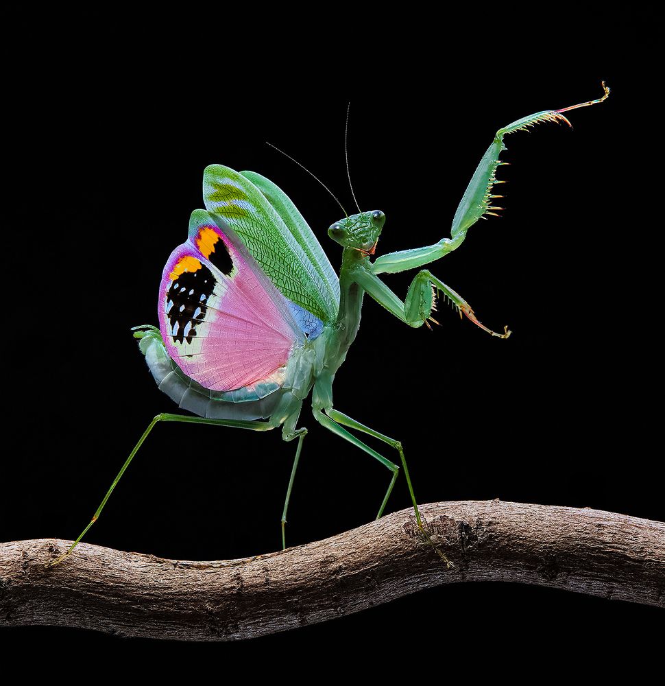 Elegance Praying Mantis - Caliris Elegans