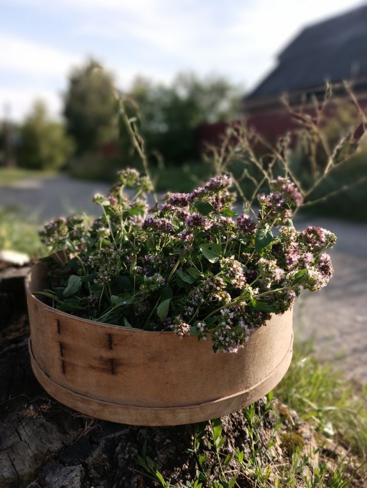 Photograph by Елена