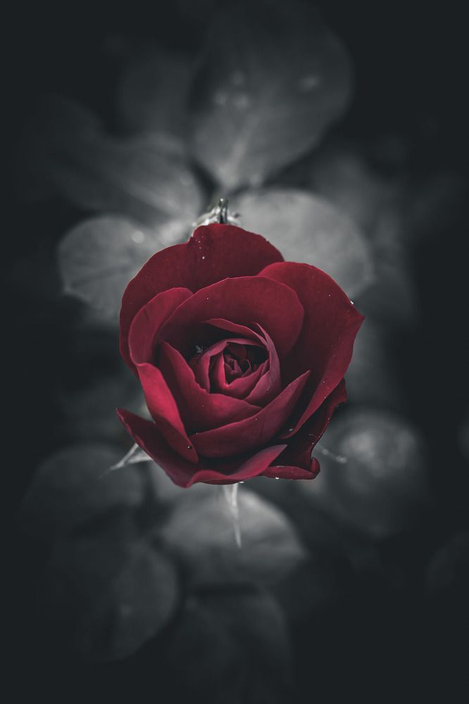 Photograph by Omer Gojak