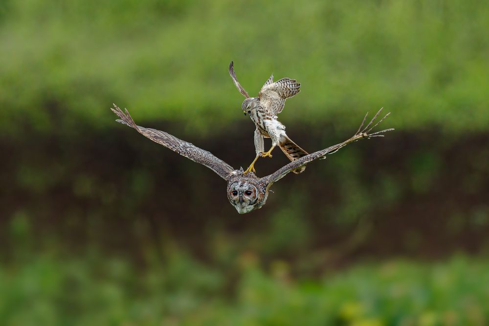 Mottled Wood Owl is mobbed by a Shikra