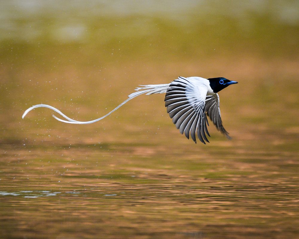 Photograph by Debashis Subudhi