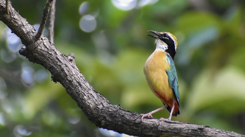 Фотография автора Arkajit Chakraborty