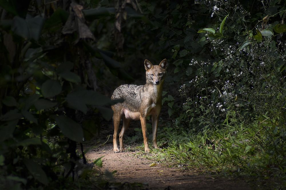 Фотография автора Arkajit Chakraborty