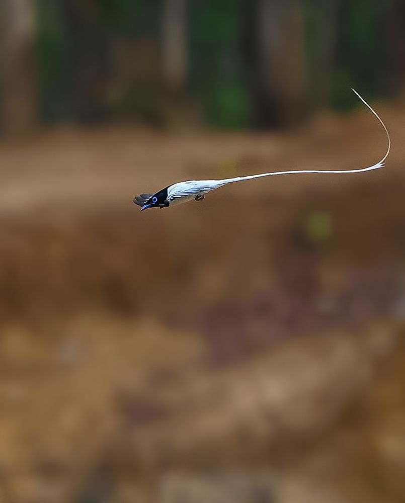 Indian paradise flycatcher(Male)