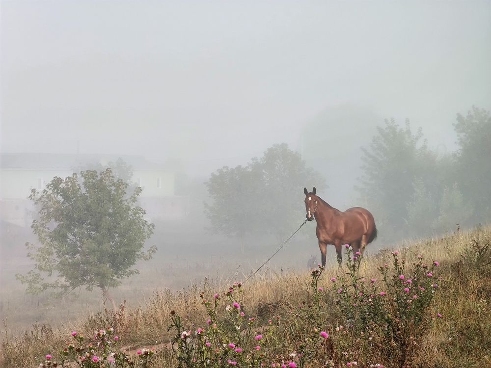 Photograph by Екатерина Харитонова
