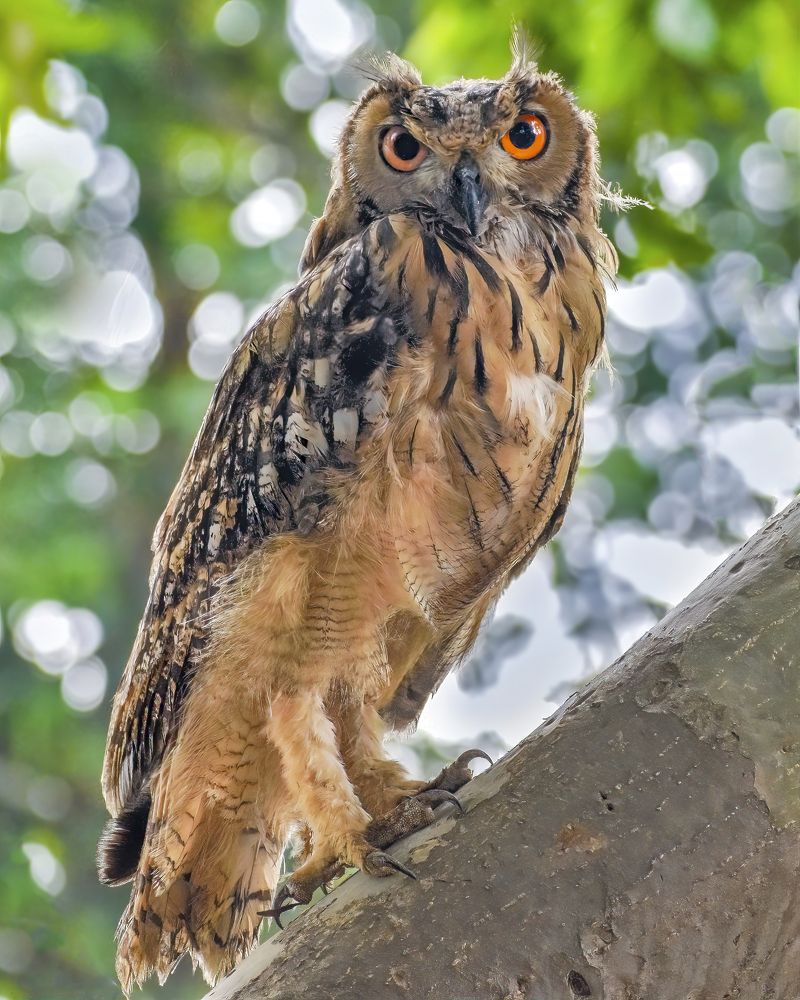 Фотография автора Arkajit Chakraborty