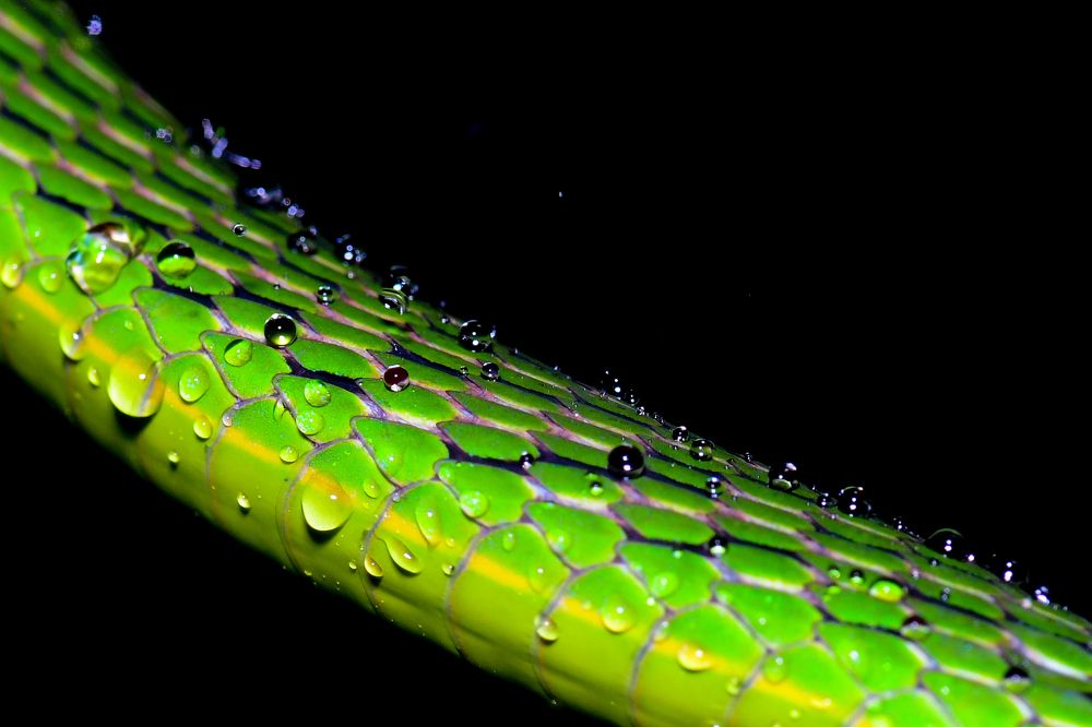 Photograph by Rajiv Basu