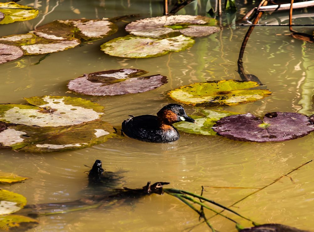 Photograph by Igor Pinheiro