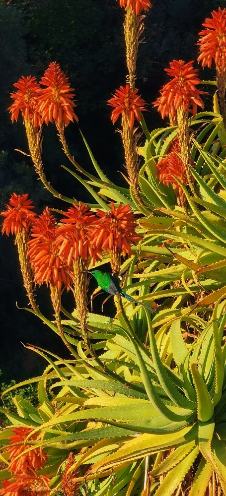 Photograph by Igor Pinheiro