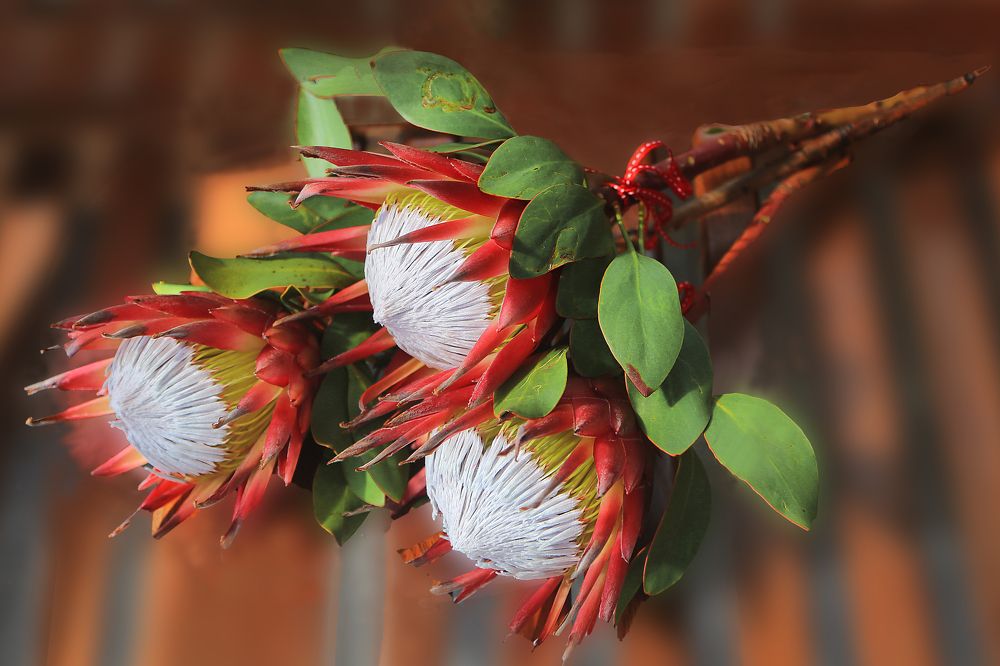 Photograph by Theo Landman