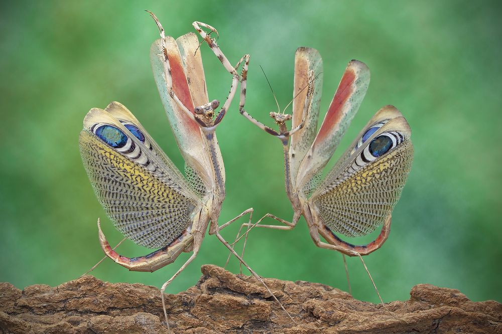 Peacock mantis