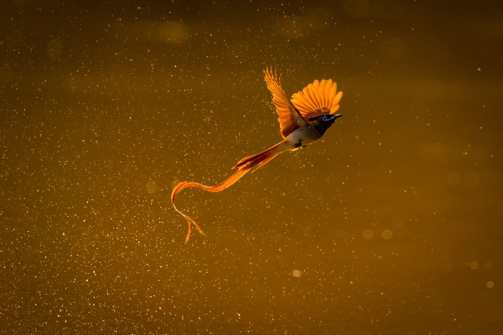 Indian paradise flycatcher in golden backlit.