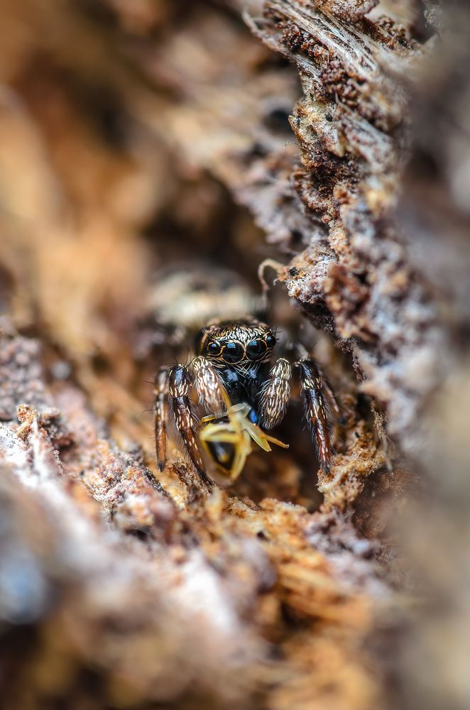 Фотография автора Сергей Чебанов