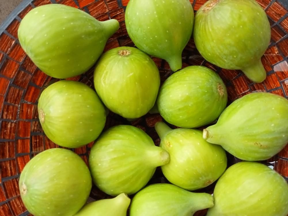 Photograph by José António Garcia Ferreira de Almeida