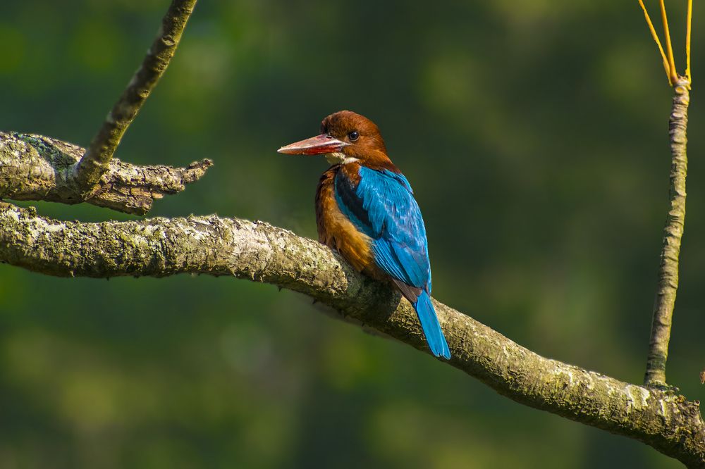 Photograph by Khaja Mainuddin Bablu