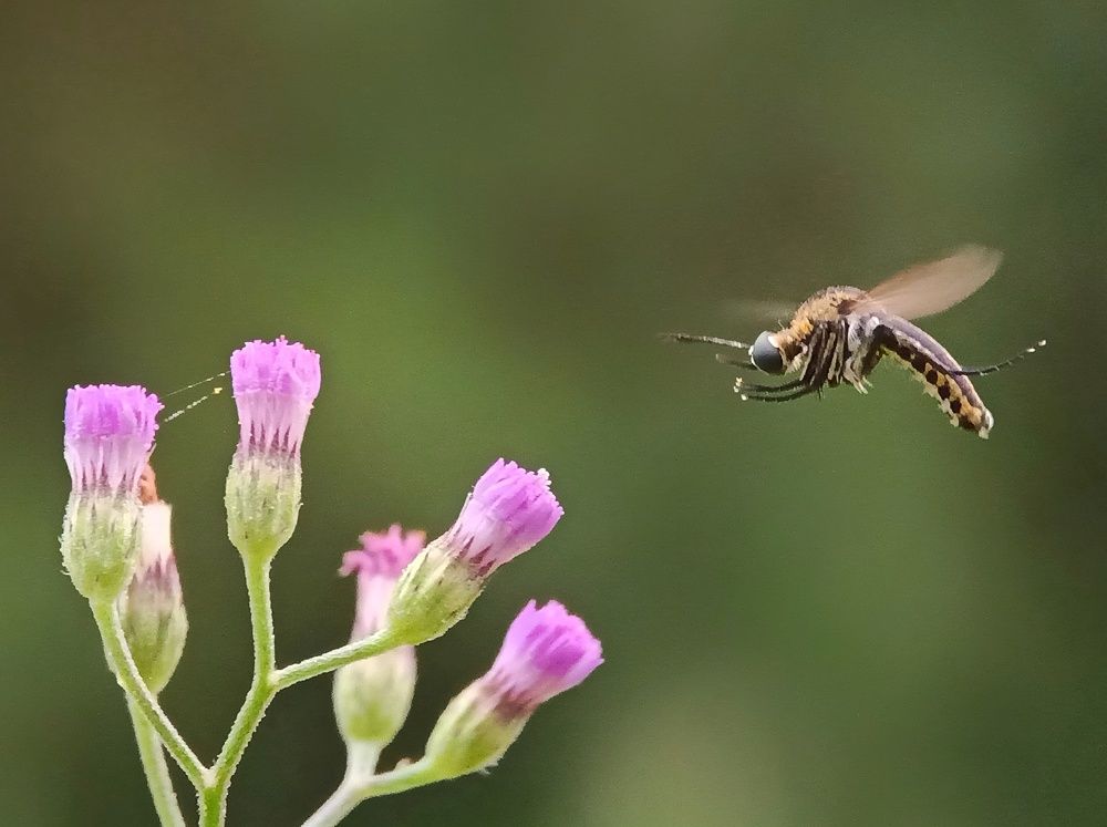 Photograph by Zaki Purnomo